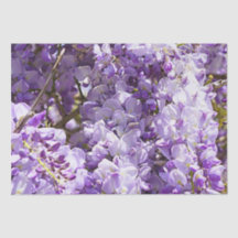 Wisteria Violeta de árbol de flores moradas