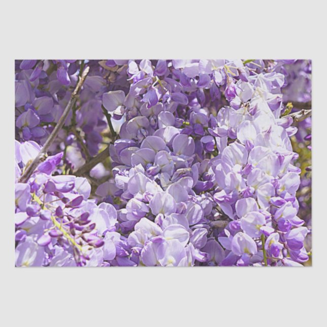 Papel De Seda Wisteria Violeta de árbol de flores moradas (Anverso)