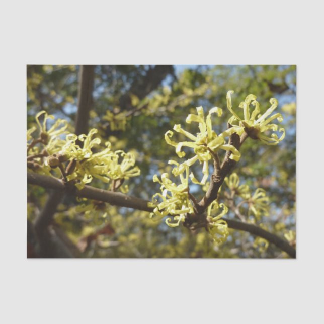 Papel De Seda Witch Hazel Flowers (Anverso)