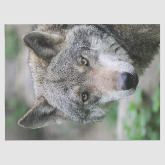 Papel De Seda Wolf_011 (Anverso)