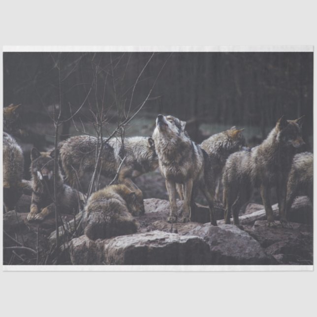 Papel De Seda Wolf Pack (Anverso)