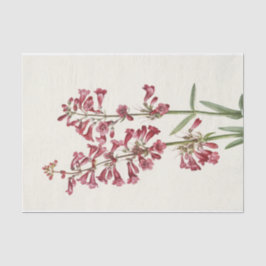 Papel De Seda Wright Pentstemon por Mary Vaux Walcott