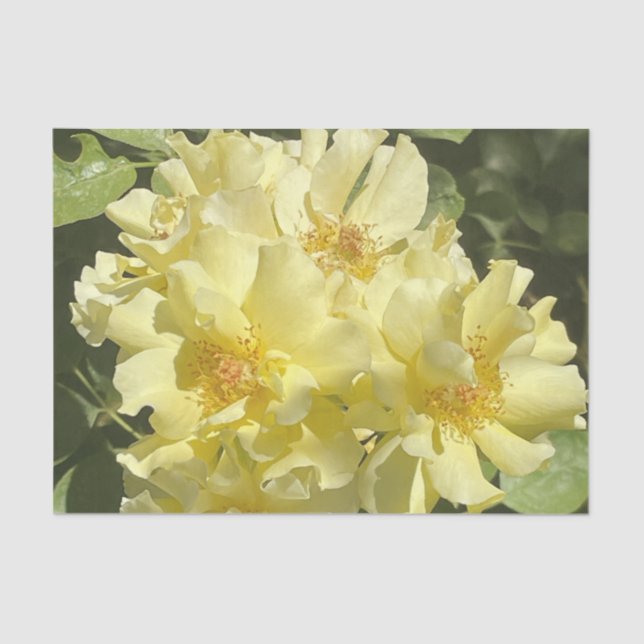 Papel De Seda Yellow Botanical Flowers (Anverso)