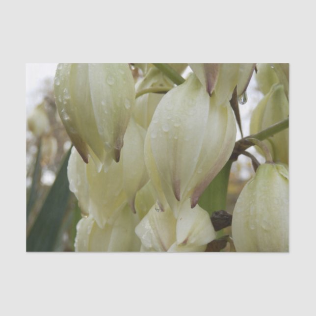 Papel De Seda Yucca Plant  (Anverso)