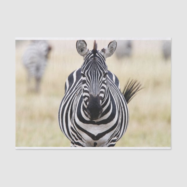 Papel De Seda Zebra mirándote (Anverso)