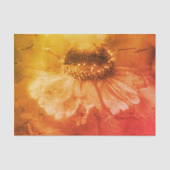 Papel De Seda Zinnia Daisy Flower En Sepia (Anverso)