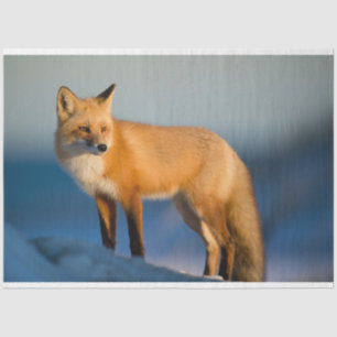 Papel De Seda Zorro marrón