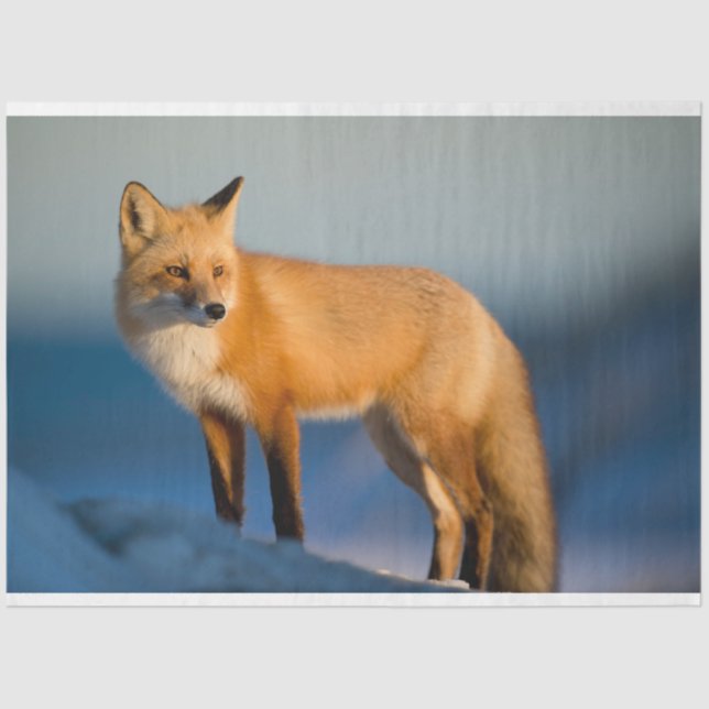 Papel De Seda Zorro marrón (Anverso)