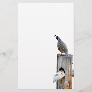 Papel de Stationery Photo Quail