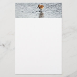 Papel de Stationship con foto de pájaro