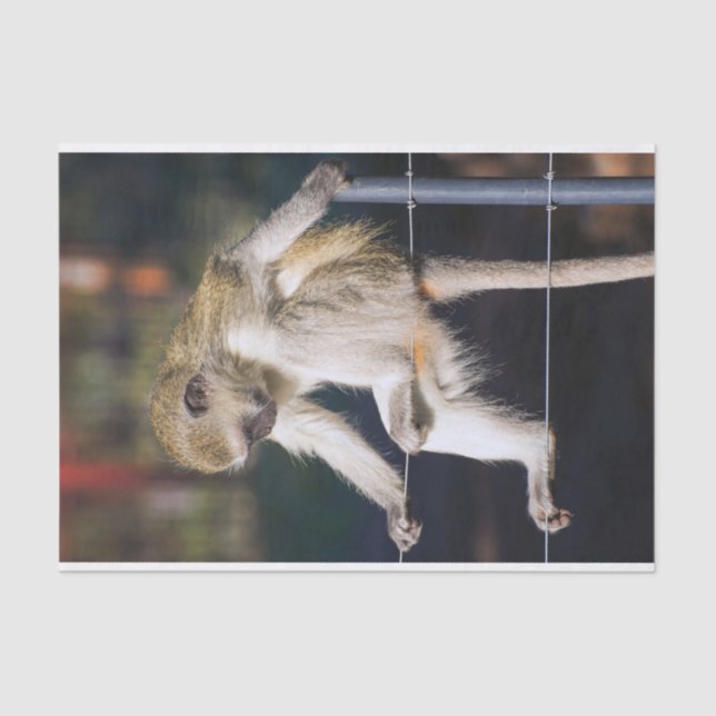 Papel de tapete de mono tonto (Anverso)