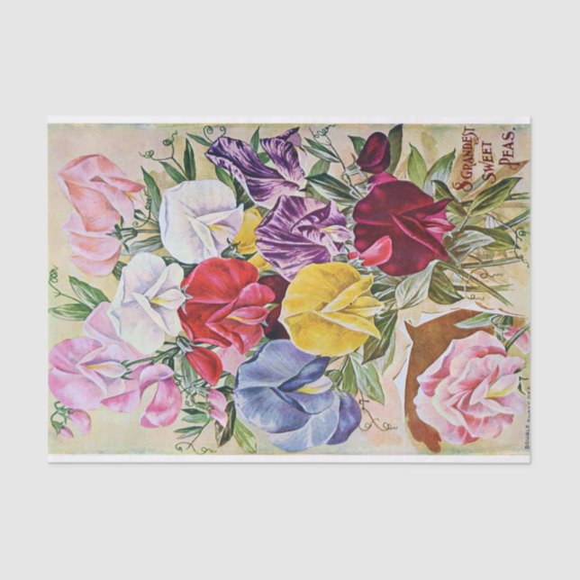 Papel de té de margaritas de grano antiguo (Anverso)