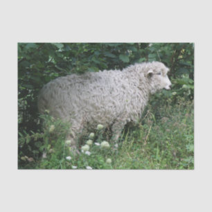 Papel de té de ovejas codiciosas