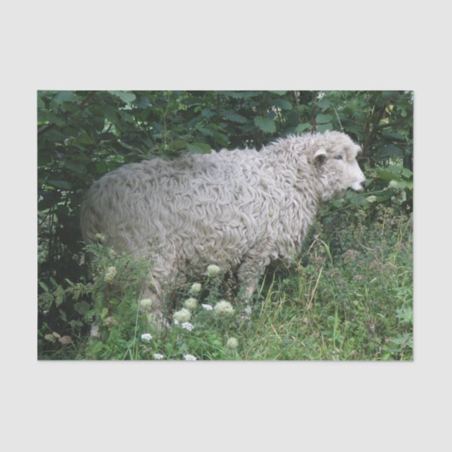 Papel de té de ovejas codiciosas (Anverso)