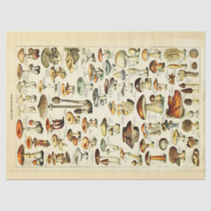 Papel de tejido de deshielo para hongos