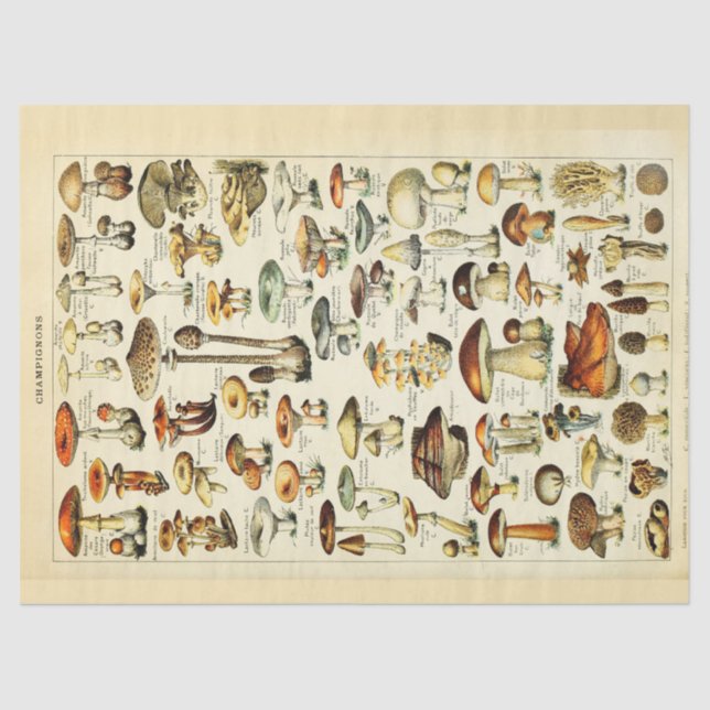 Papel de tejido de deshielo para hongos (Anverso)