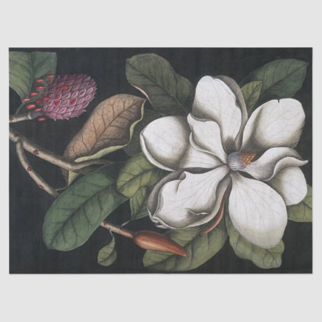 Papel de tejido de fibra de flores magnolia 1731 (Anverso)