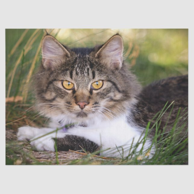 papel de tejido de gato natural (Anverso)