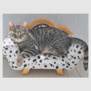 Papel de tejido de gato Sofa