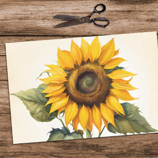 Papel de tejido de girasol grande para descomposic