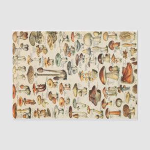 Papel de tejido de la colección de hongos