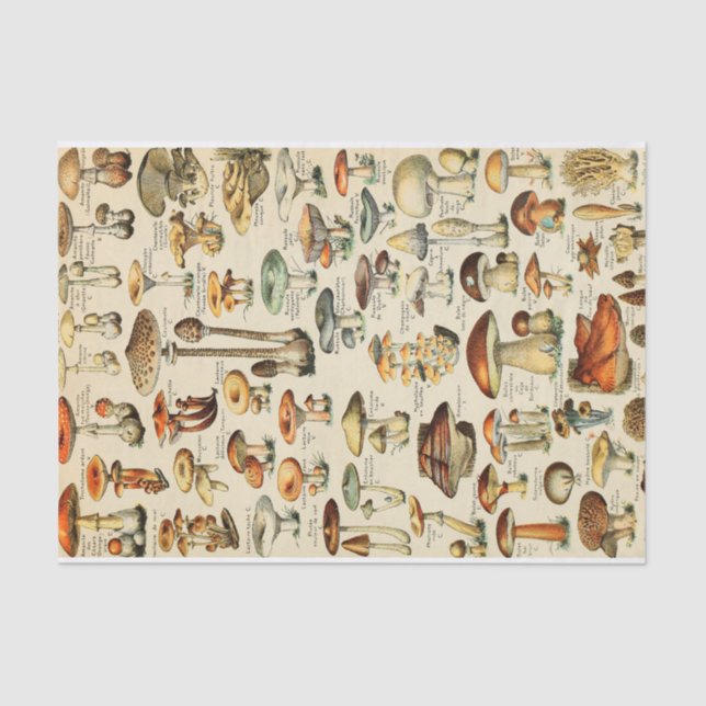 Papel de tejido de la colección de hongos (Anverso)