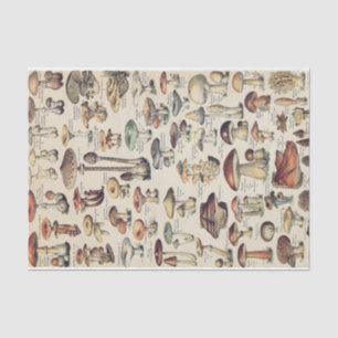 Papel de tejido de la colección de hongos