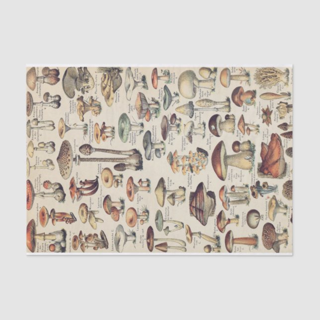 Papel de tejido de la colección de hongos (Anverso)
