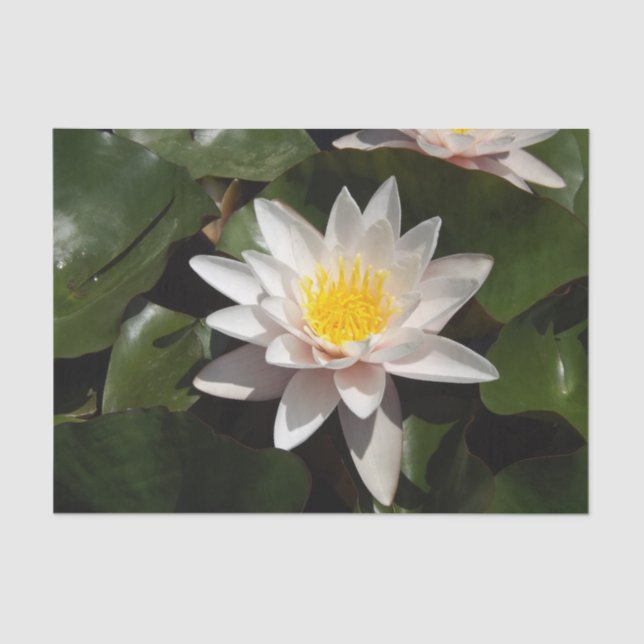 Papel de tejido de Lily Agua (Anverso)