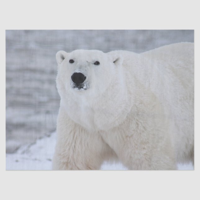 papel de tejido de oso ártico (Anverso)