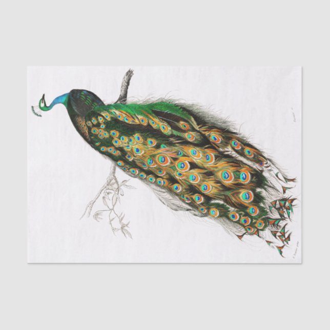 Papel de tejido de pavo real vintage (Anverso)