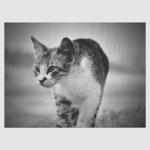 papel de tejido del gato en búsqueda