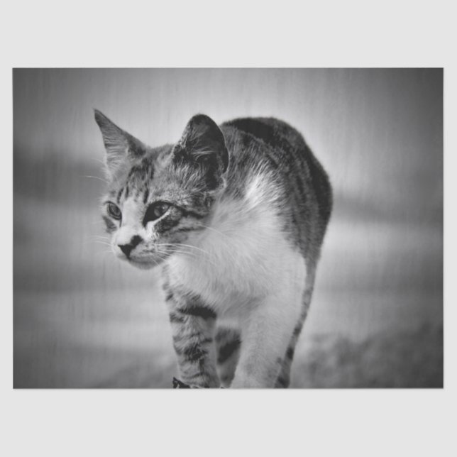 papel de tejido del gato en búsqueda (Anverso)