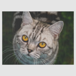 Papel de tejido del gato McGonagall