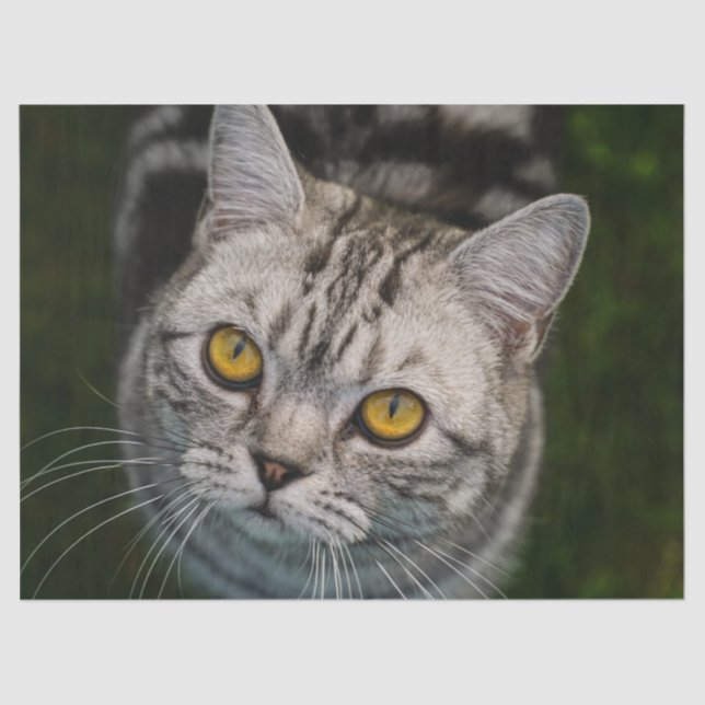 Papel de tejido del gato McGonagall (Anverso)