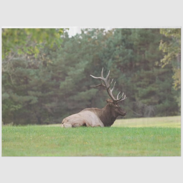 Papel De Tejido Elk (Anverso)