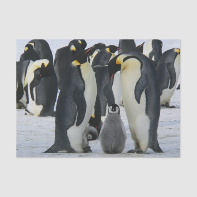 papel de tejido familiar de pingüino (Anverso)