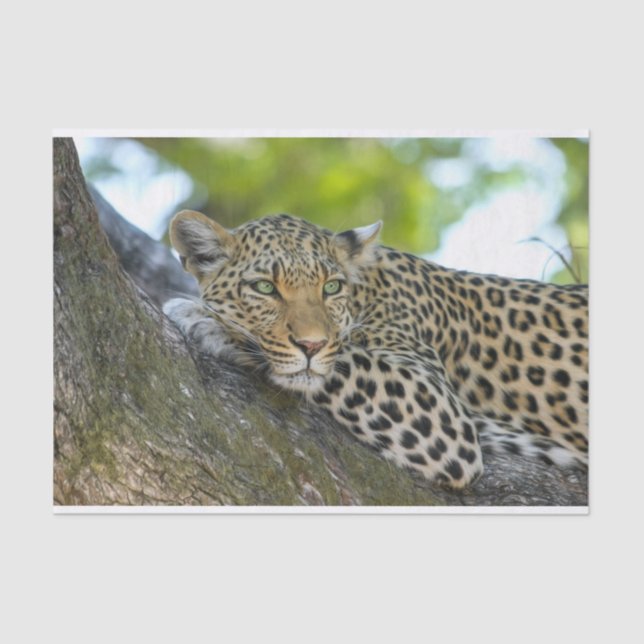 papel de tejido leopardo de los árboles (Anverso)