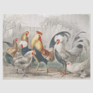 Papel de tejido o descomposición de pollos de colo