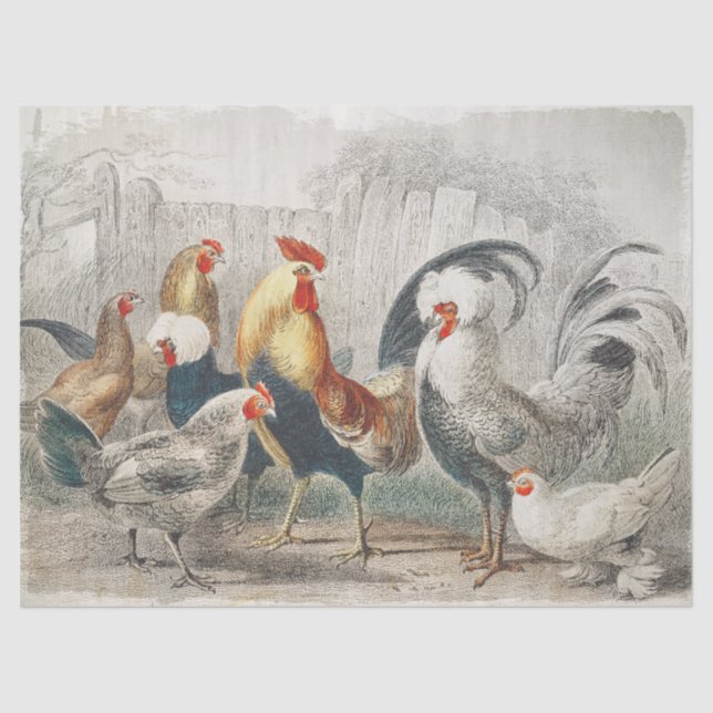 Papel de tejido o descomposición de pollos de colo (Anverso)