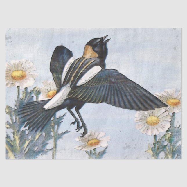Papel de tejidos de descomposición de aves Bobolin (Anverso)