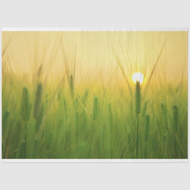 Papel de tejidos de descomposición de la granja de (Anverso)