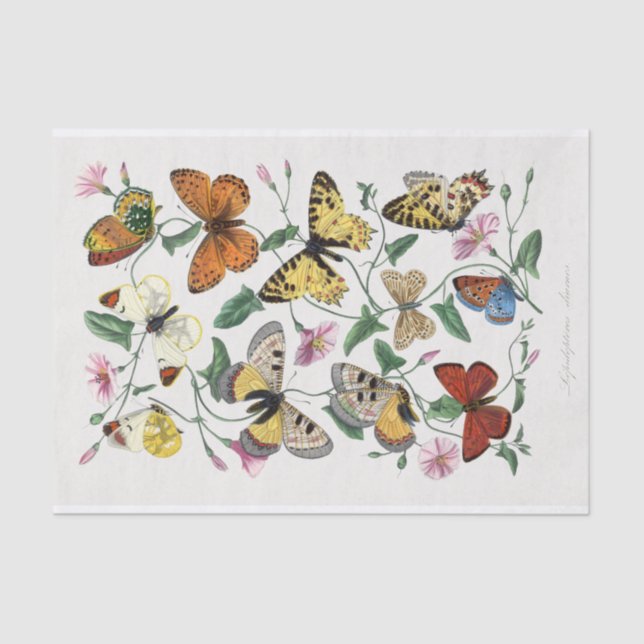 Papel de tejidos de descomposición de mariposas vi (Anverso)