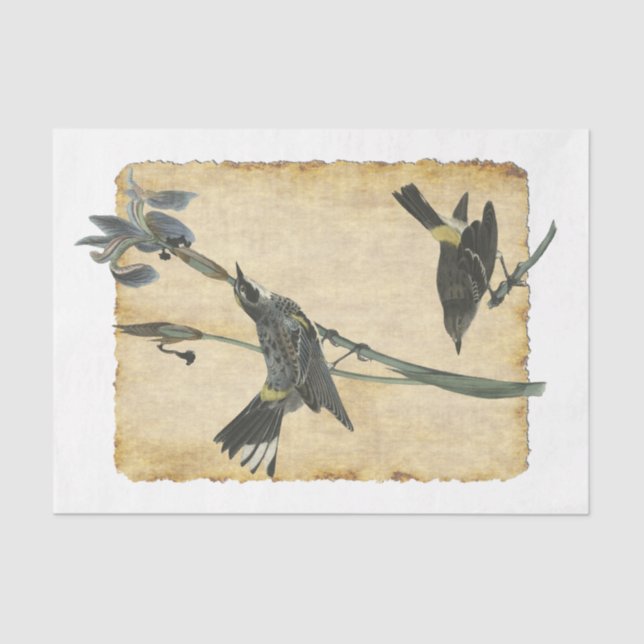 Papel de tejidos de descomposición para aves 32 (Anverso)