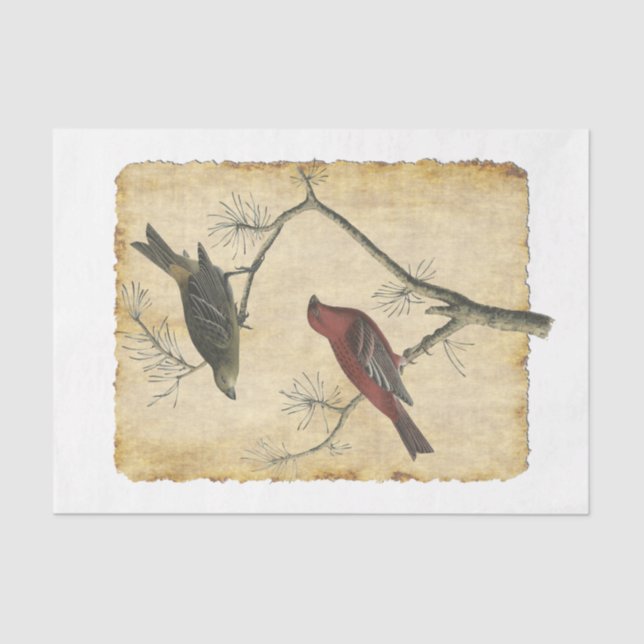 Papel de tejidos de descomposición para aves 34 (Anverso)