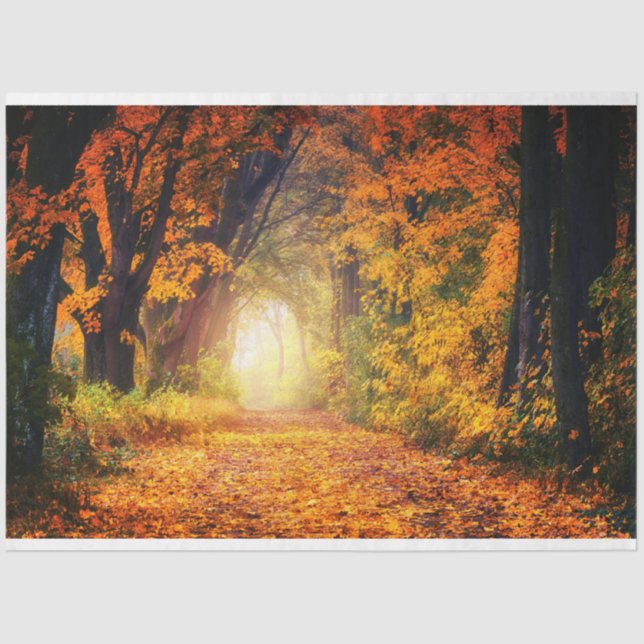 Papel de tejidos de desunión del otoño forestal 12 (Anverso)