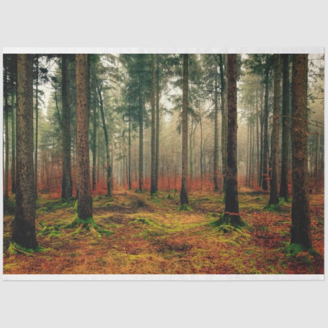 Papel de tejidos de desunión del otoño forestal 16 (Anverso)