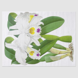 Papel de tejidos de flores de orquídea blanca vint