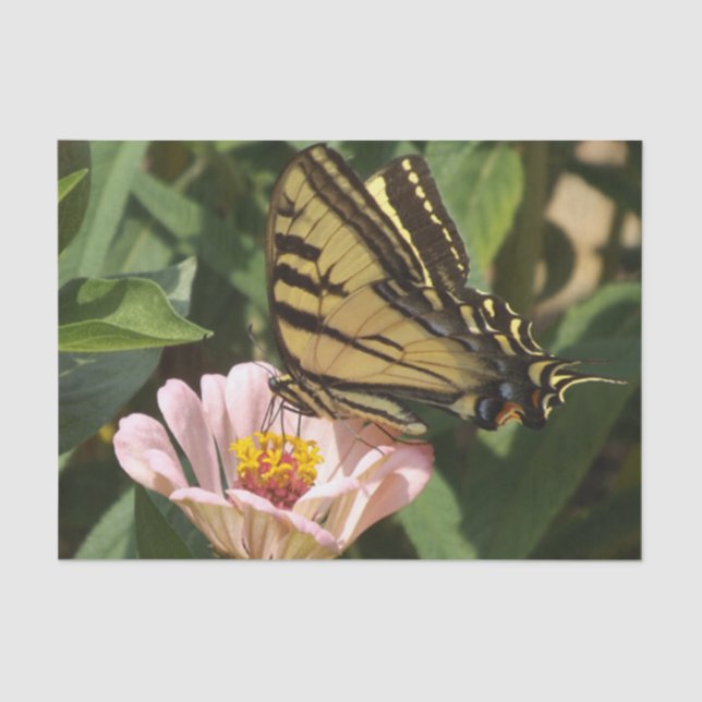 Papel de tejidos de mariposa (Anverso)