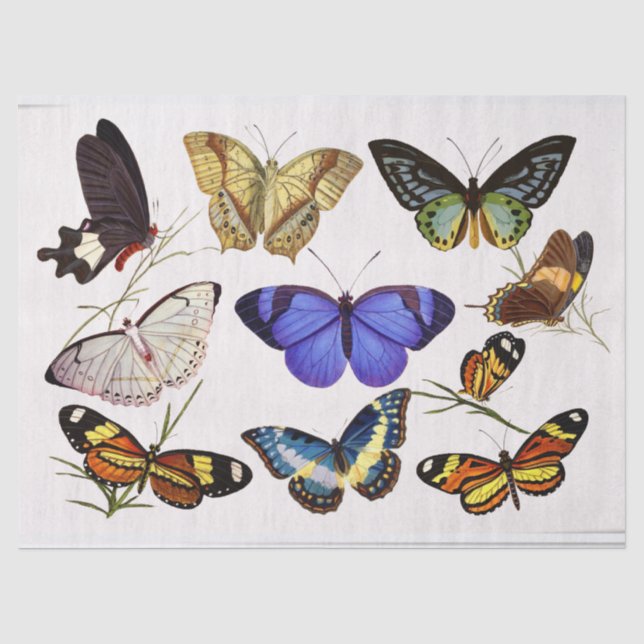 Papel de tejidos de mariposas de Victoria (Anverso)